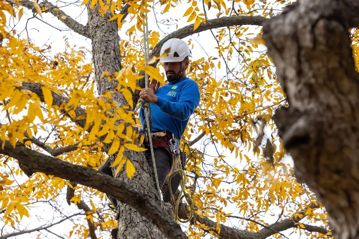 Skilled Tree Planting crew working in Attica