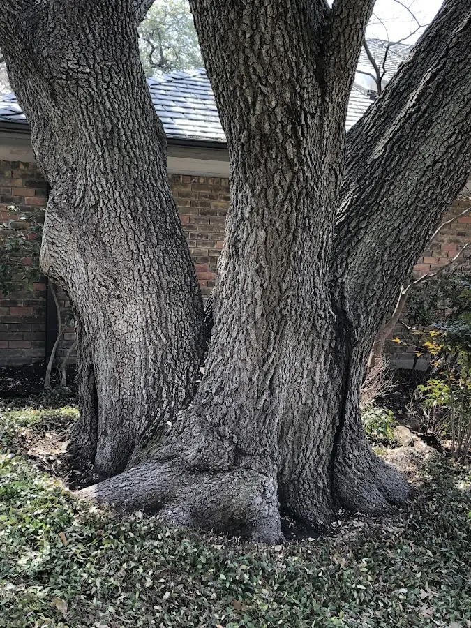 Mature heritage tree close to a Attica property cared for by certified arborists